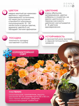 AMBER SUN (АМБЕР САН) №29