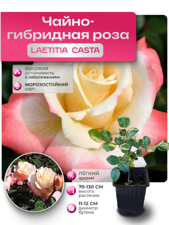 LAETITIA CASTA (ЛАТЕТИА КАСТА) № 114