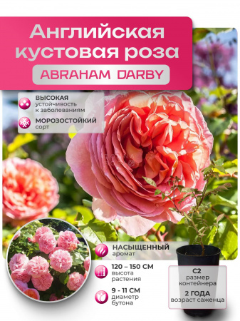 ABRAHAM DARBY (АБРАХАМ ДАРБИ) №04