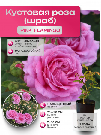 PINK FLAMINGO (ПИНК ФЛАМИНГО) №09