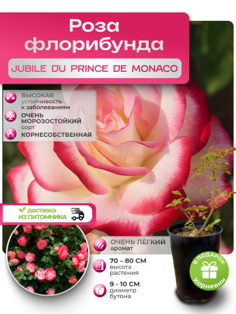 JUBILE DU PRINCE DE MONACO (ДЖУБИЛЕ ДУ ПРИНЦ ДЕ МОНАКО)№81