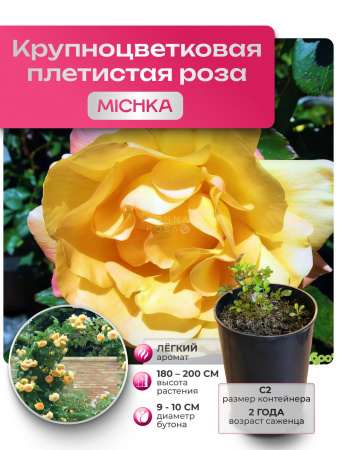 MICHKA (МИШКА) №21