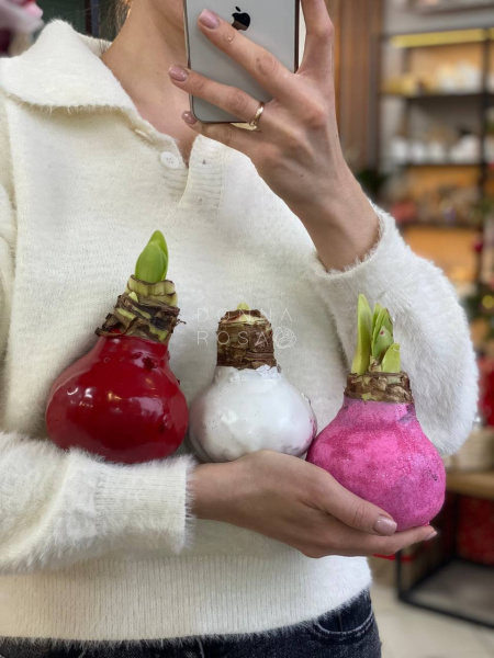 Амариллис в ассортименте 