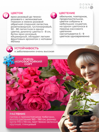 PARTY HARDY (ПАРТИ ХАРДИ) SULTANE №53