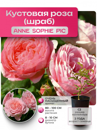 ANNE SOPHIE PIC (ЭНН СОФИ ПИК) №16