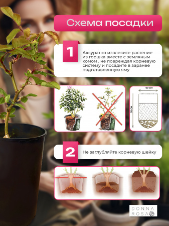 SOUL (СОУЛ) №12