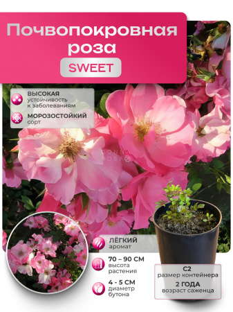 SWEET (СВИТ) №27