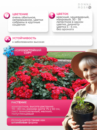 BLACK FOREST ROSE (БЛЭК ФОРЕСТ РОУЗ) №72