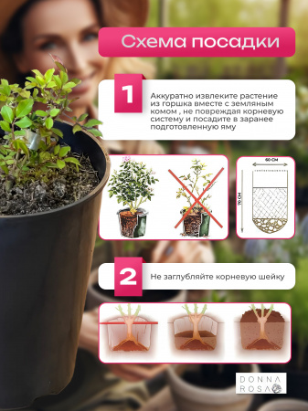 CORAL DAWN (КОРАЛ ДАУН) №19