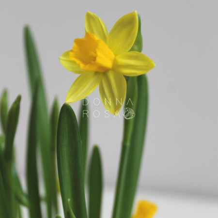 Весенняя композиция №1