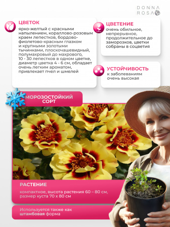 SUNSET BABYLON EYES (САНСЕТ БАБИЛОН АЙЗ) №26