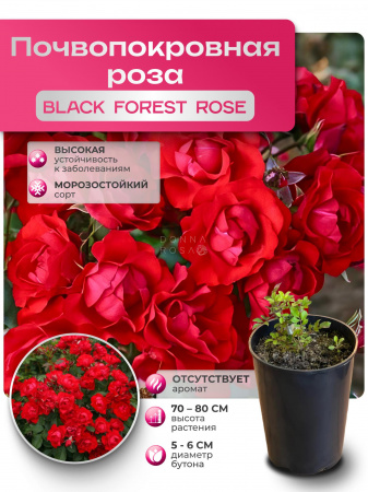 BLACK FOREST ROSE (БЛЭК ФОРЕСТ РОУЗ) №72