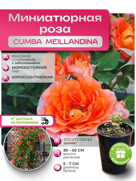 CUMBA MEILLANDINA (КУМБА МЕЙЛЛАНДИНА) №105