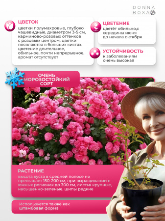 ANGELA  (АНГЕЛА) №36