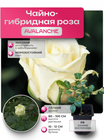 Саженец AVALANCHE (Аваланж) №39