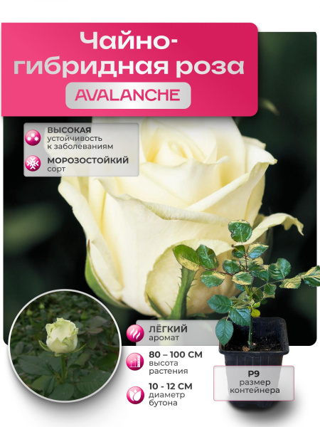 Саженец AVALANCHE (Аваланж) №39