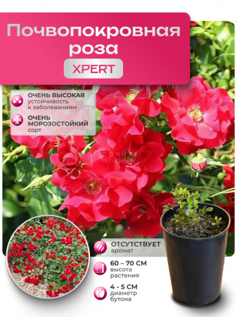 XPERT (ЭКСПЕРТ) №73