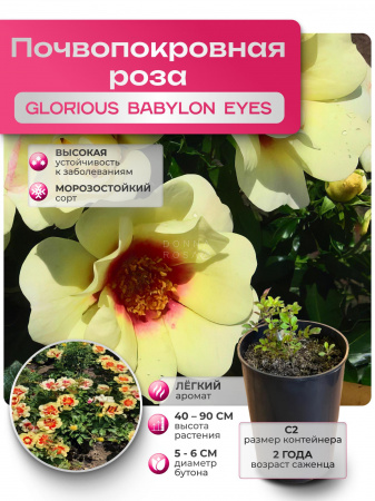 GLORIOUS BABYLON EYES (ГЛОРИОУС БАБИЛОН АЙЗ) №25