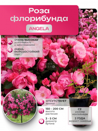 ANGELA  (АНГЕЛА) №36