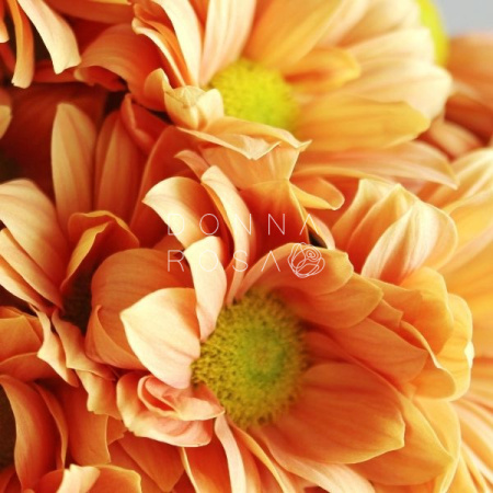 Букет из хризантемы