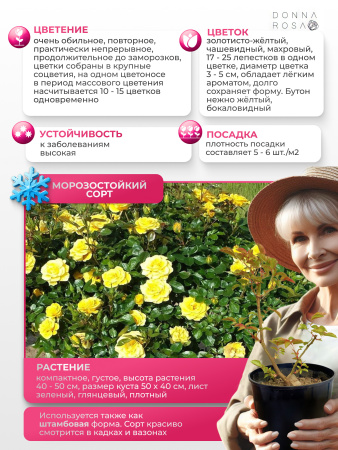 Flower power gold (ФЛАУВЕР ПАУВЕР ГОЛД) №104