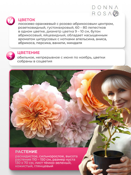 VERSIGNY (ВЕРСАЙНИ) №14