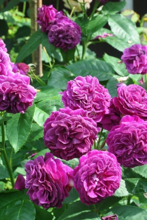 PURPLE LODGE (ПЕРПЛ ЛОДЖ) №10