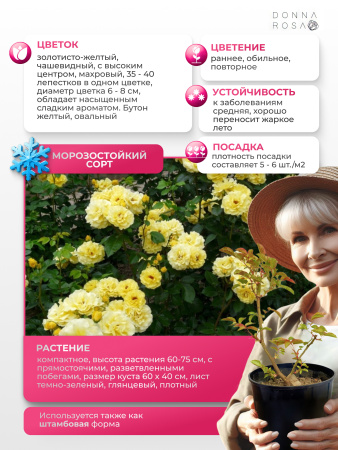 FRIESIA (ФРЕЗИЯ) №103